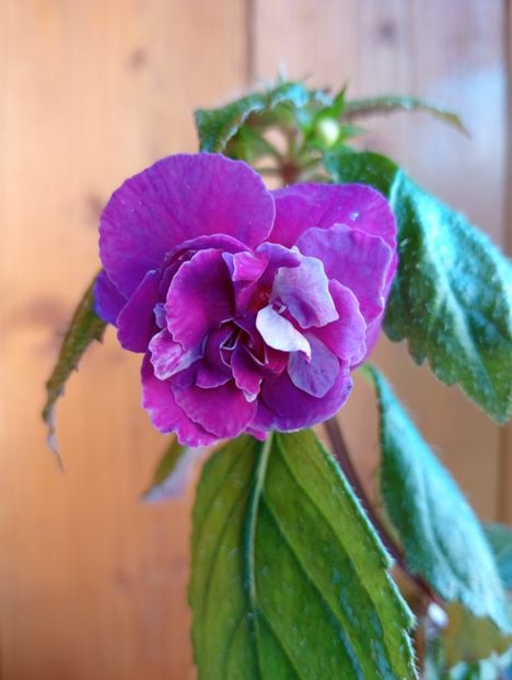  - BriDs Charlotte Tereza