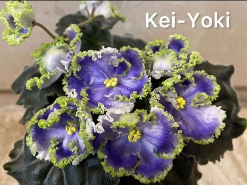 Poza net - Key Yoki
