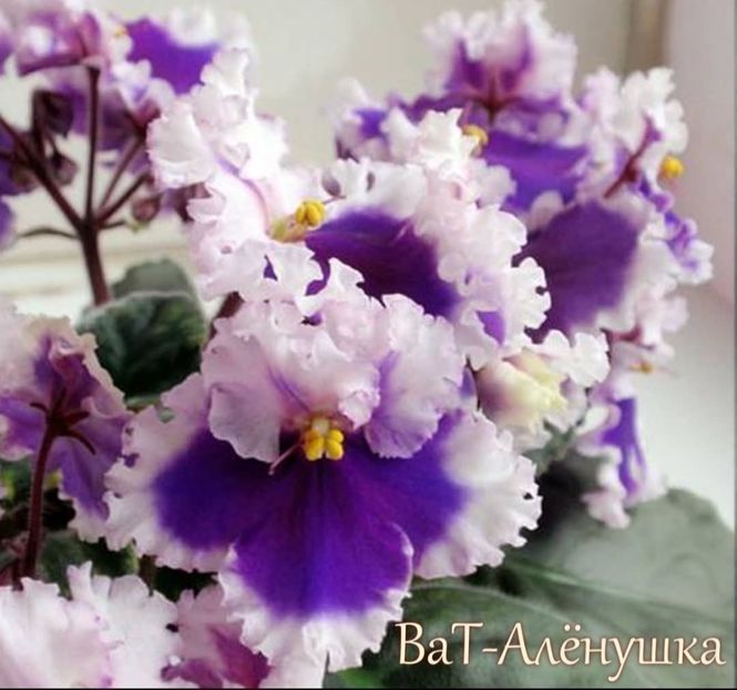 Poza net - VaT-Alionuska