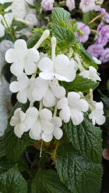  - 2025-GRANDIFLORA ALBA