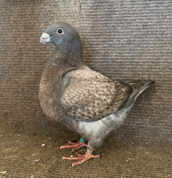 RO 25 - 8307 - Pui 2025