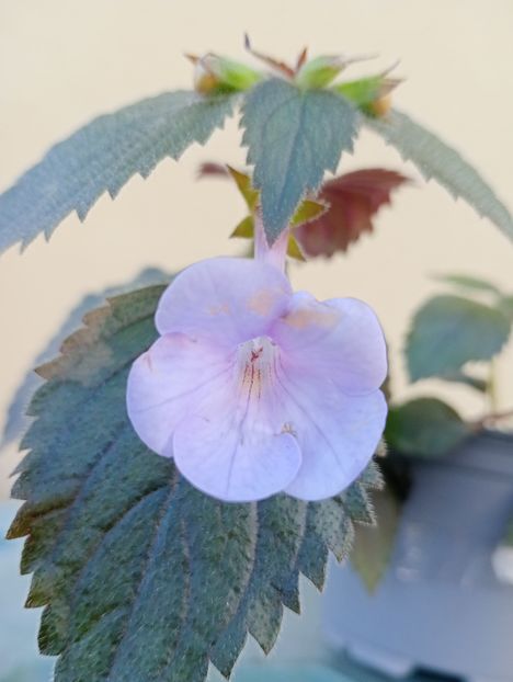 RFs Malibu - - - - 2025