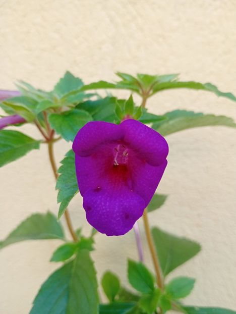  - RFs Mexican Velvet Purple