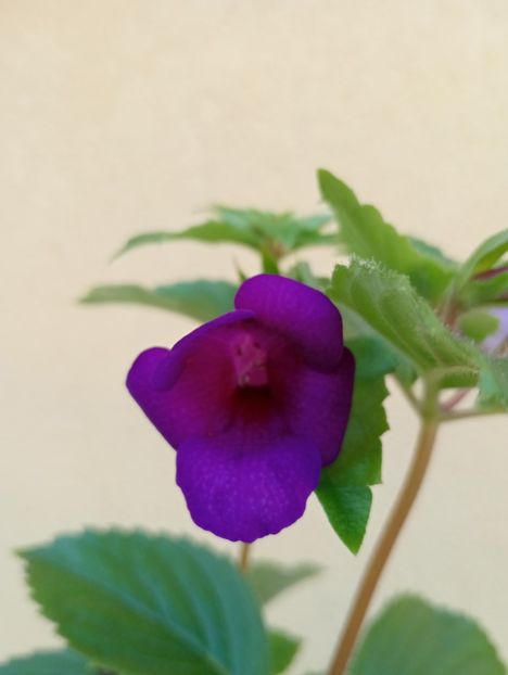 RFs Mexican Velvet Purple - - - - 2025