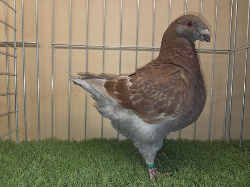 MASCUL 2025 - 108 - MATCA MASCULI AGH 2026