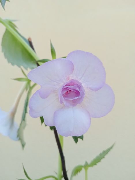  - Lavender Bliss