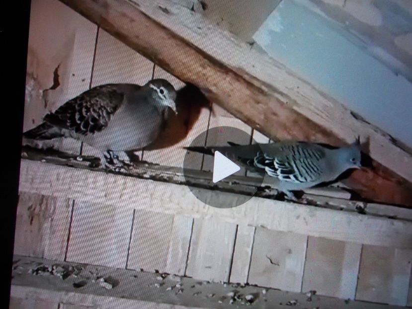 ARIPA DE BRONZ SI AUSTRALIANA - VANZARE