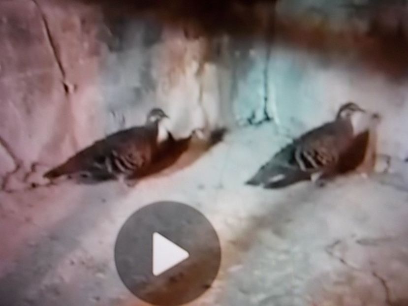 TURTURELE ARIPA DE BRONZ - VANZARE