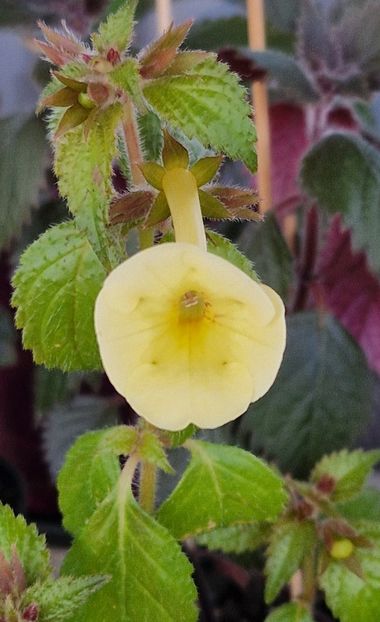Hymalayan Sunrise - Achimenes 2025