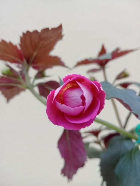 2025 - BriDs Susanne