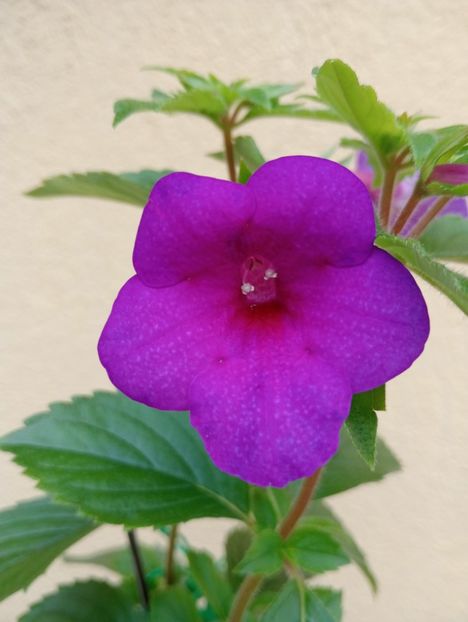  - RFs Mexican Velvet Purple