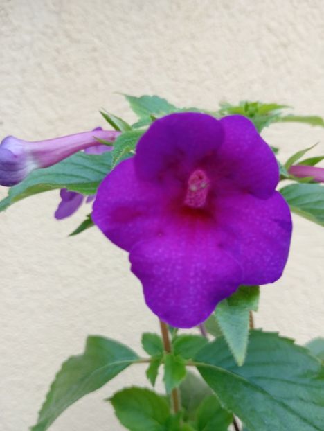  - RFs Mexican Velvet Purple