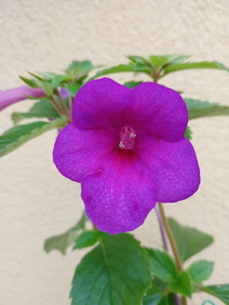  - RFs Mexican Velvet Purple