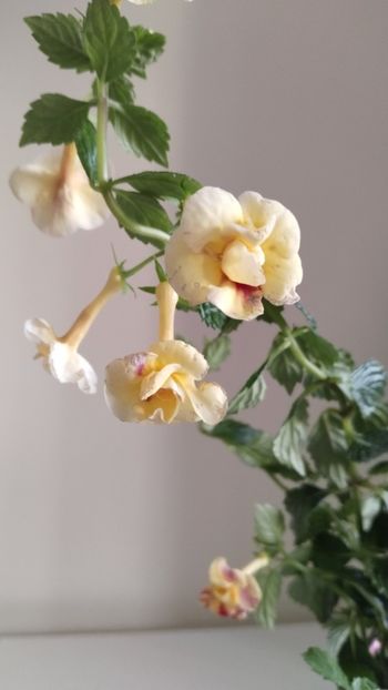  - 2025-DOUBLE YELLOW ROSE