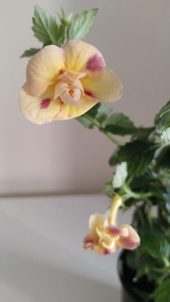 - 2025-DOUBLE YELLOW ROSE