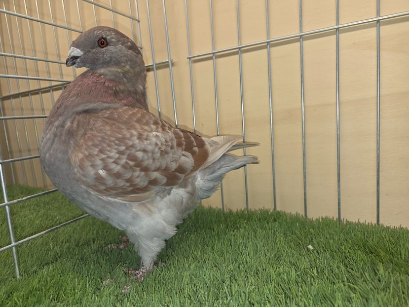 FEMELĂ 2025 - 27217 - MATCA FEMELE AGH 2026