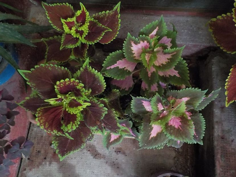  - coleus