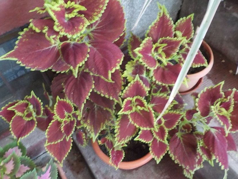  - coleus