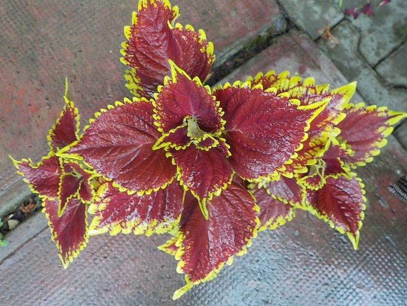  - coleus