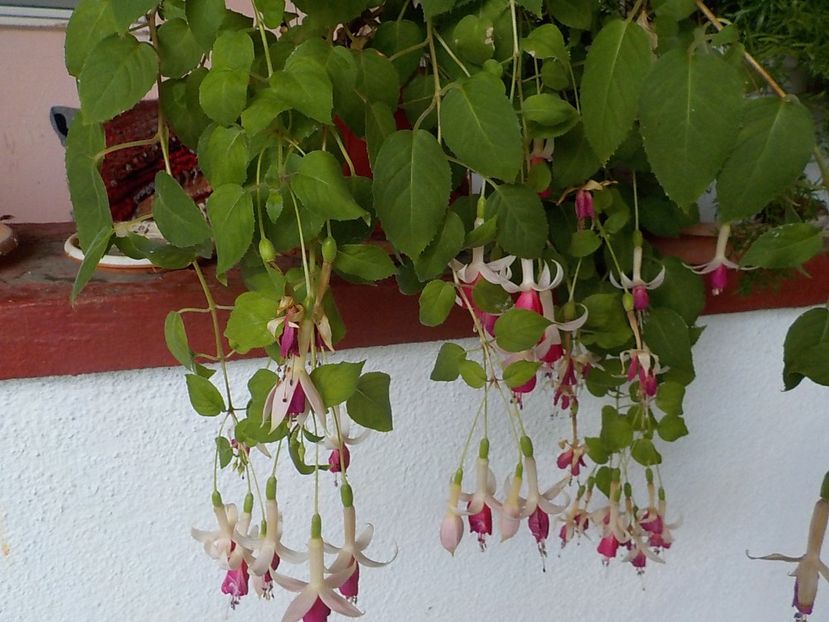  - fuchsii