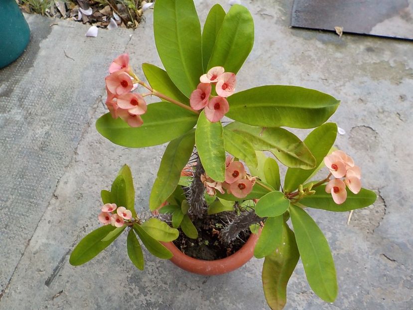  - euphorbia milli