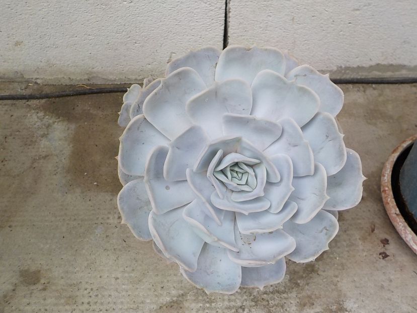  - echeveria cubic frost