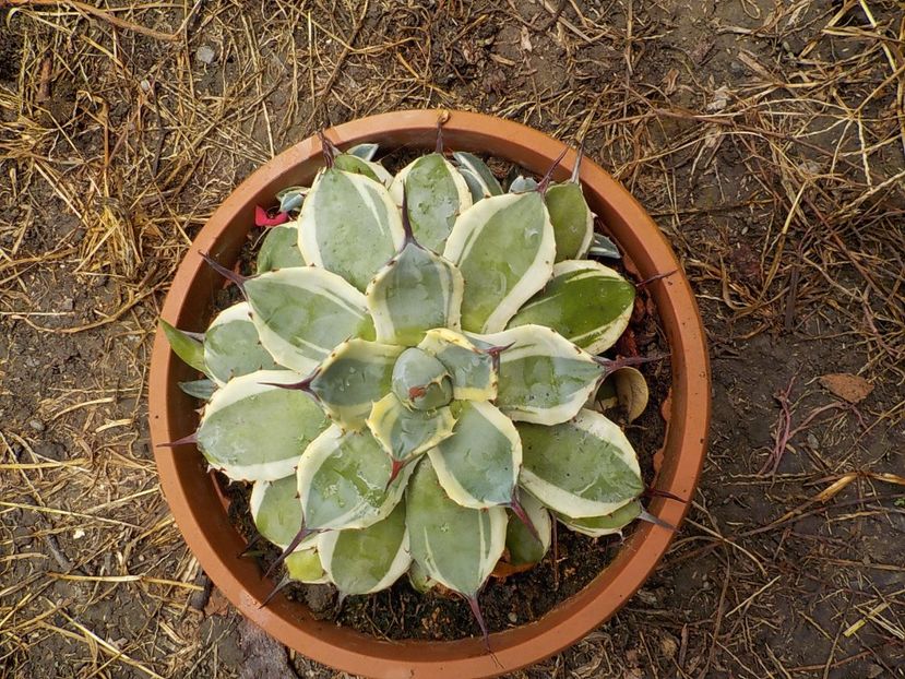  - Genul Agave