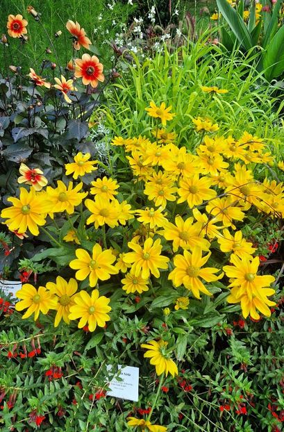  - 2025 Loki Schmidt Garten - Hamburg