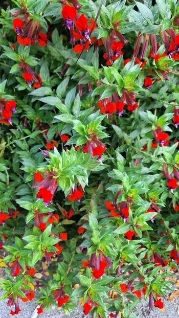  - 2025 Loki Schmidt Garten - Hamburg