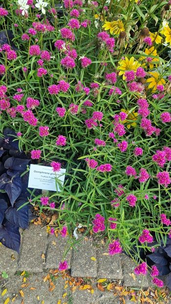  - 2025 Loki Schmidt Garten - Hamburg