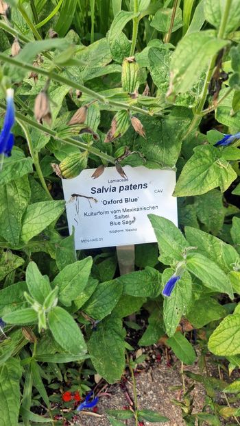  - 2025 Loki Schmidt Garten - Hamburg