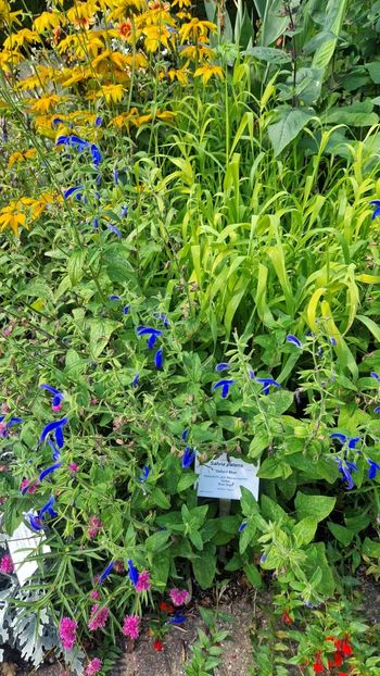  - 2025 Loki Schmidt Garten - Hamburg