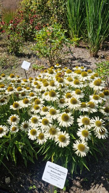  - 2025 Loki Schmidt Garten - Hamburg