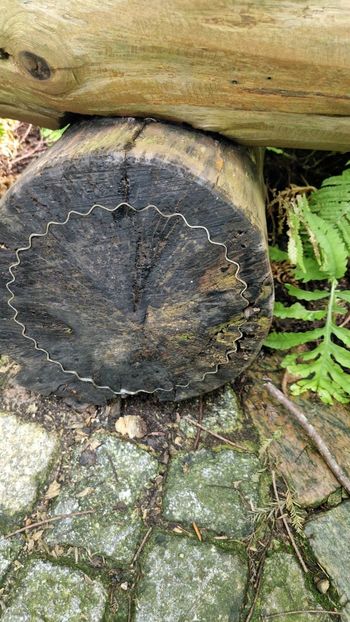  - 2025 Loki Schmidt Garten - Hamburg