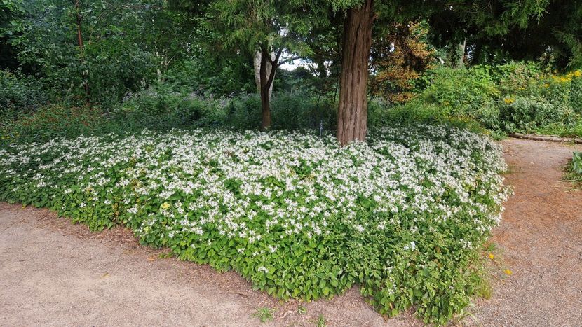  - 2025 Loki Schmidt Garten - Hamburg