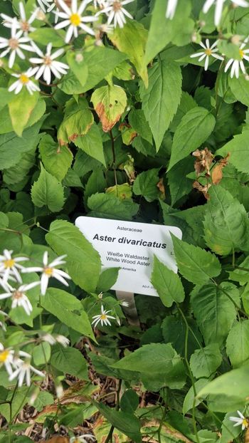  - 2025 Loki Schmidt Garten - Hamburg