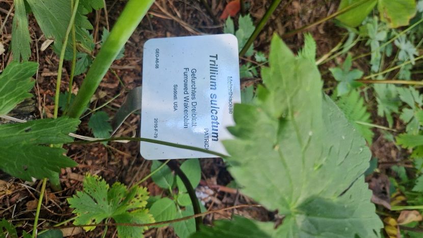  - 2025 Loki Schmidt Garten - Hamburg