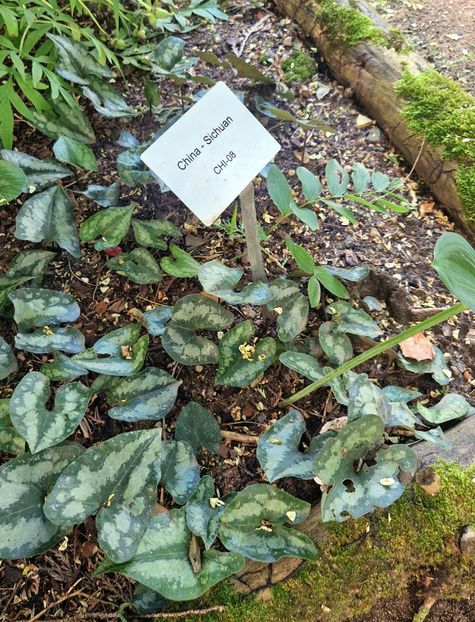  - 2025 Loki Schmidt Garten - Hamburg