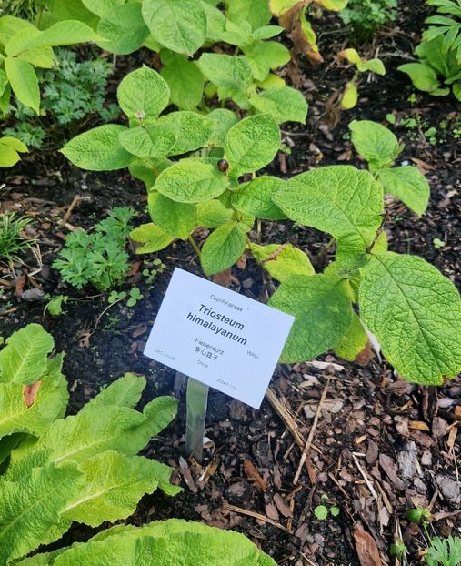  - 2025 Loki Schmidt Garten - Hamburg