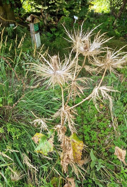  - 2025 Loki Schmidt Garten - Hamburg