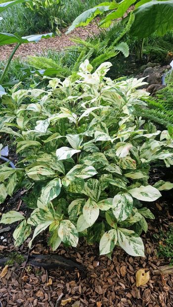  - 2025 Loki Schmidt Garten - Hamburg