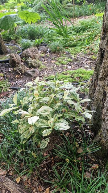  - 2025 Loki Schmidt Garten - Hamburg