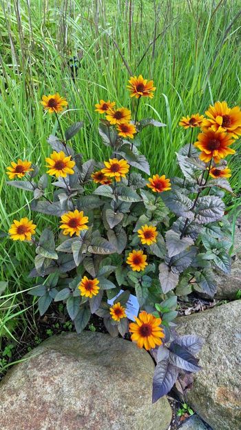  - 2025 Loki Schmidt Garten - Hamburg