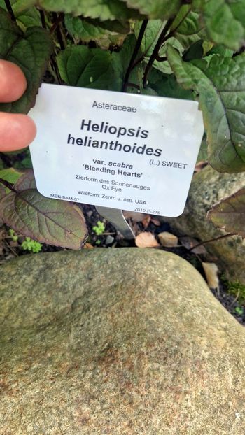  - 2025 Loki Schmidt Garten - Hamburg