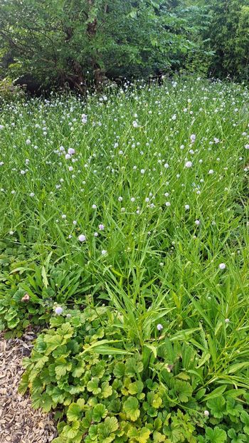  - 2025 Loki Schmidt Garten - Hamburg