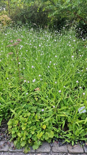  - 2025 Loki Schmidt Garten - Hamburg