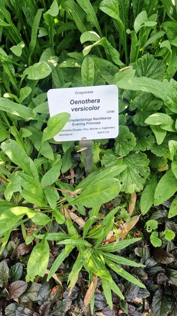  - 2025 Loki Schmidt Garten - Hamburg