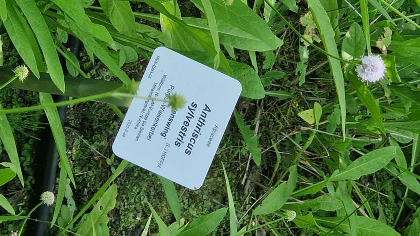  - 2025 Loki Schmidt Garten - Hamburg