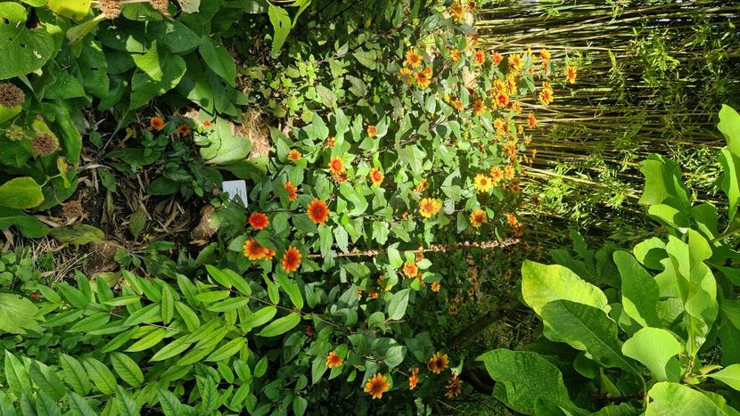  - 2025 Loki Schmidt Garten - Hamburg