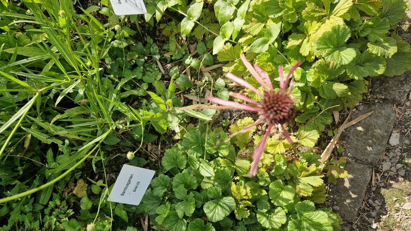  - 2025 Loki Schmidt Garten - Hamburg